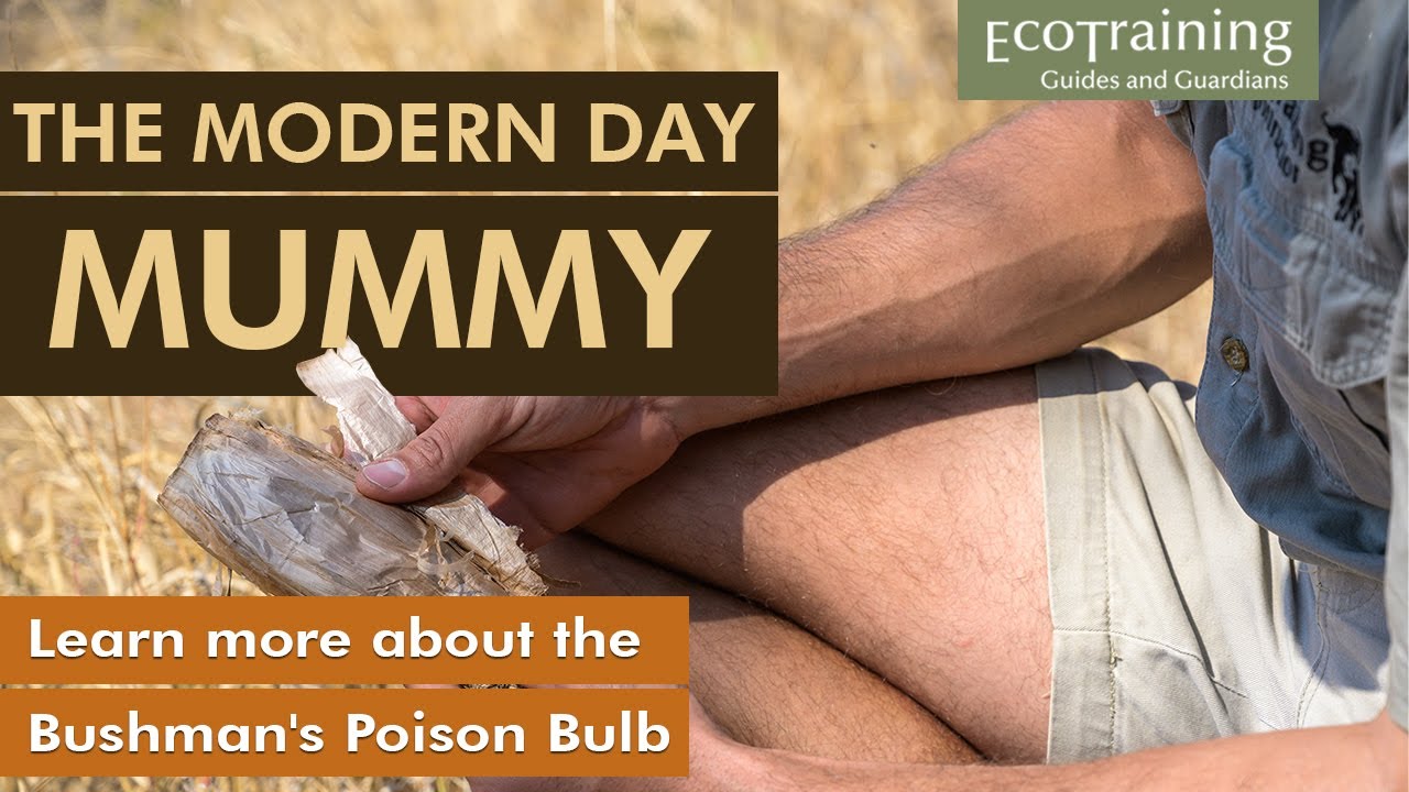 Flora Fridays: Bushman's Poison Bulb | Boophone disticha