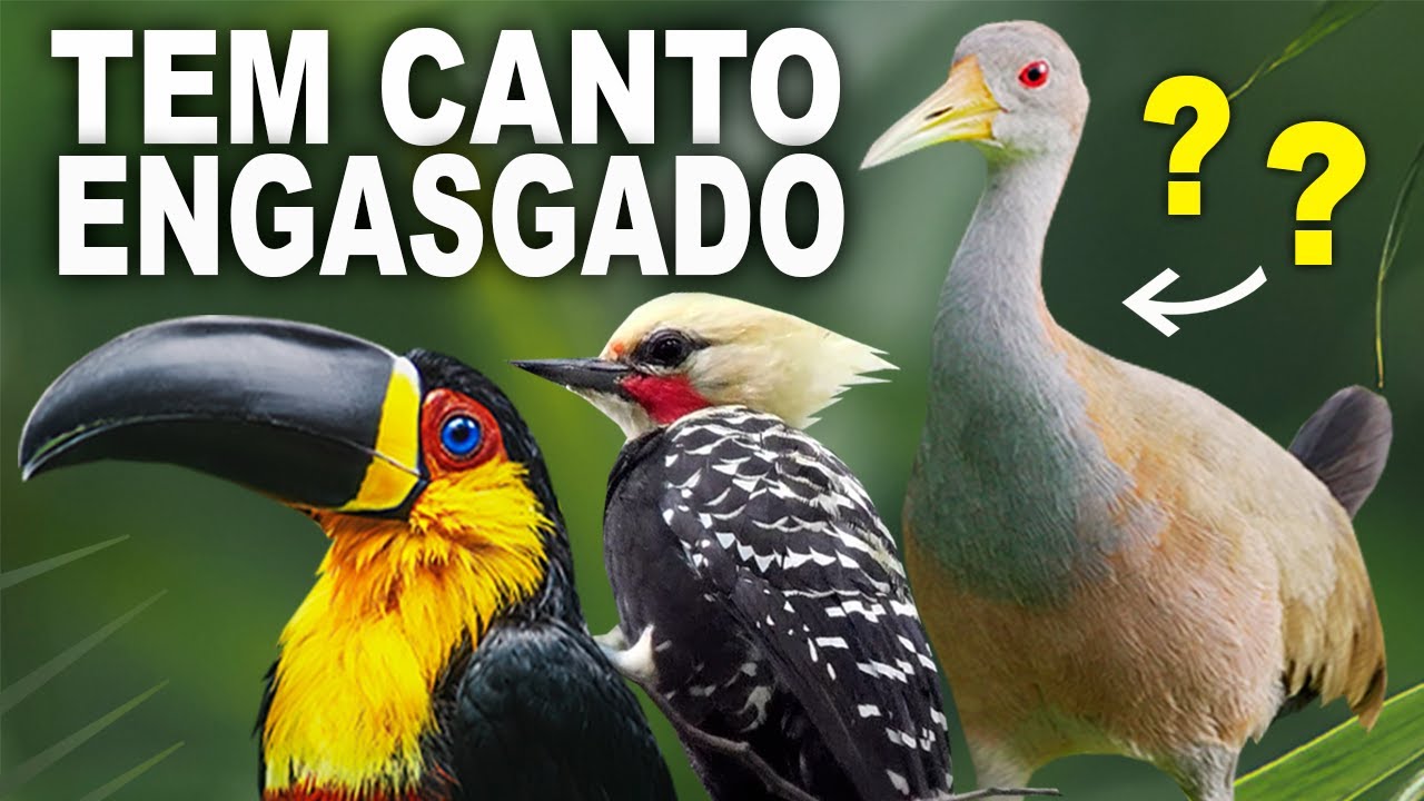 CANTOS de AVES BEM DIFERENTES |  P&aacute;ssaros cantando | Acerte os cantos das aves do Brasil