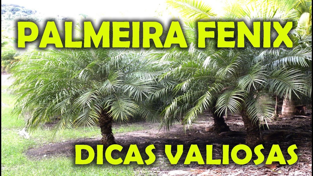 PALMEIRA FENIX DICAS SUPER VALIOSAS