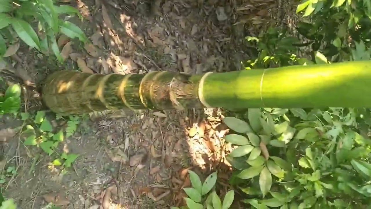 #Nursery#Arecanutplant#farming#vlog#Our nursery Haybrid betelnut plants and lichi production Area..🌳
