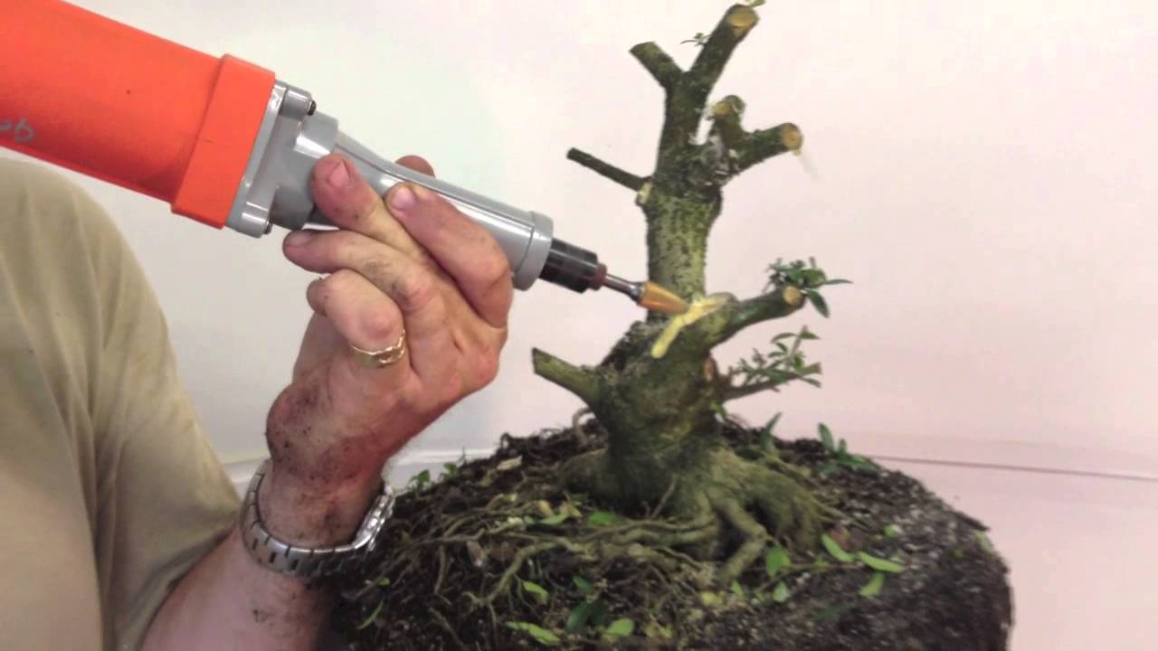 Yaupon Holly - Drastic Pruning to Begin Creating a Bonsai