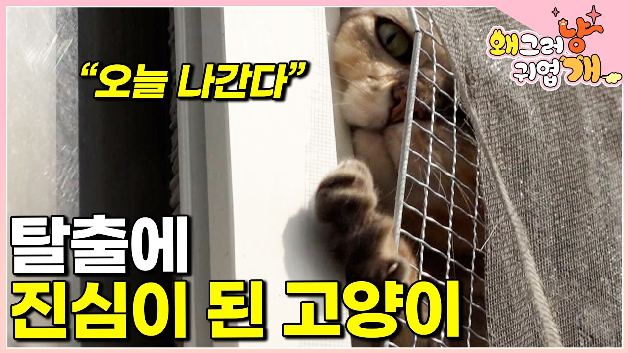 고양이는 사실 액체입니다 │#왜그러냥귀엽개