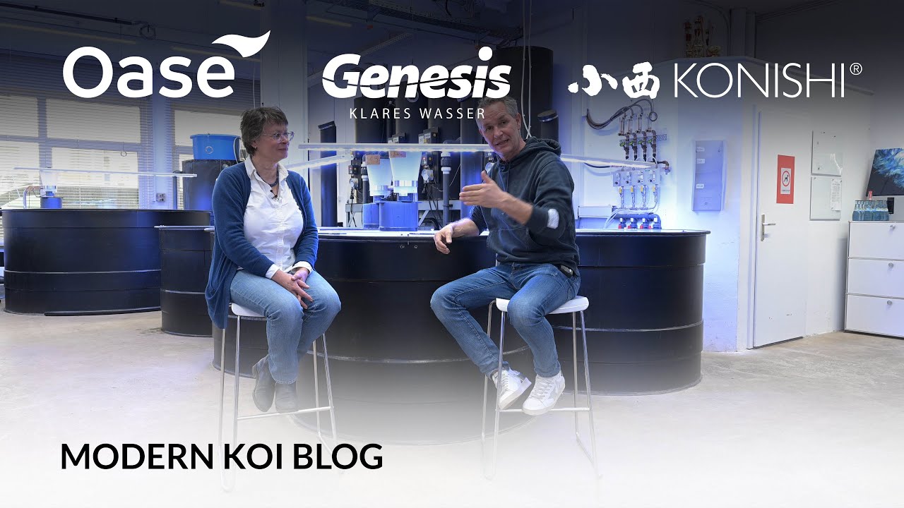 Modern Koi Blog #5923 - Wenn Fadenalgen den B&uuml;rstenfilter zusetzen