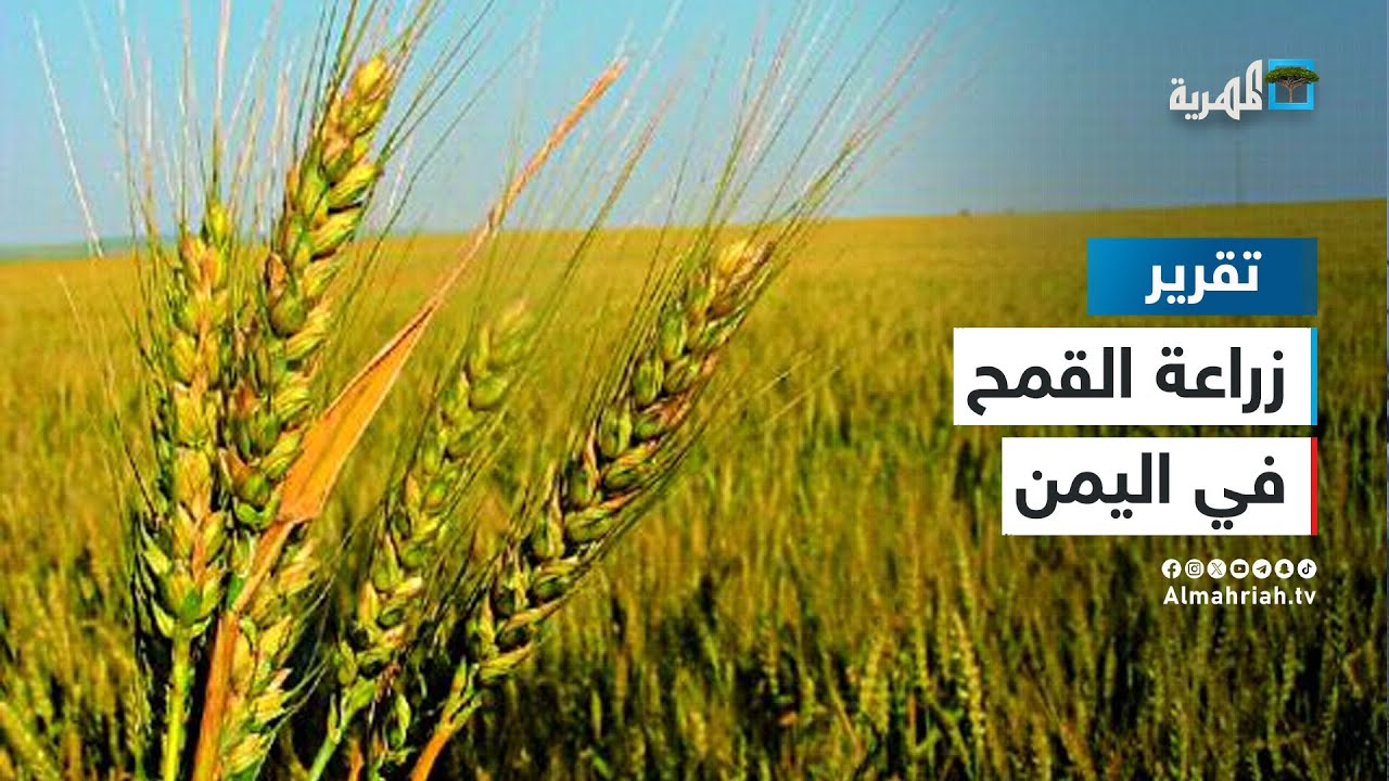 نجاح جديد لتجربة زراعة القمح في اليمن