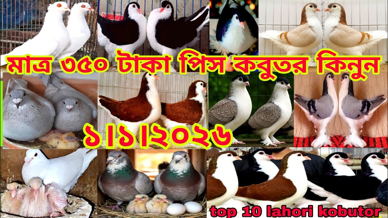 ডিম বাচ্চা সহ কবুতর কিনুন।। সবচেয়ে কম দামে কবুতর কিনুন।। লাহোরি কবুতরের খামার