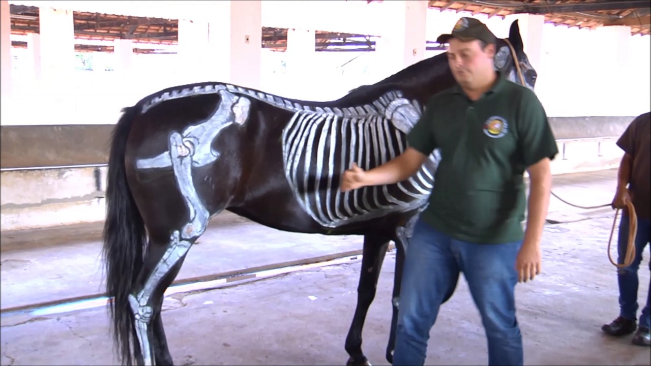 Curso de Equideocultura