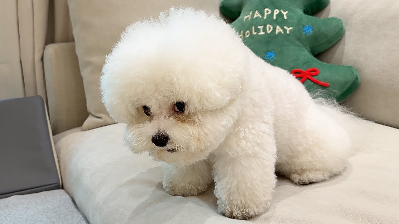 주인을 길들이려는 강아지와 기싸움.. 이게 맞아?