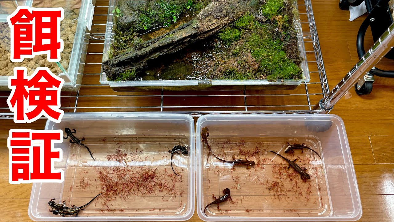 お迎え後に重要な「餌検証」やってみました。【アマミシリケンイモリ】