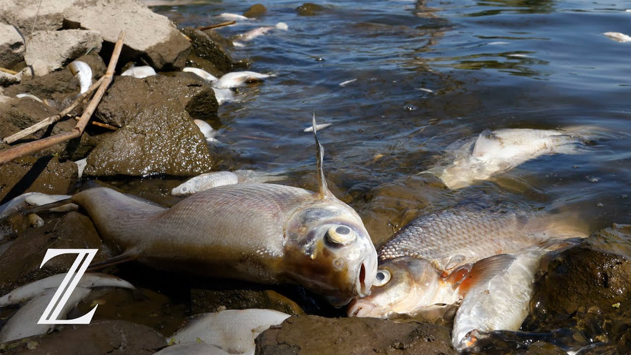 Gift als Ursache f&uuml;r Fischsterben in der Oder nicht ausgeschlossen