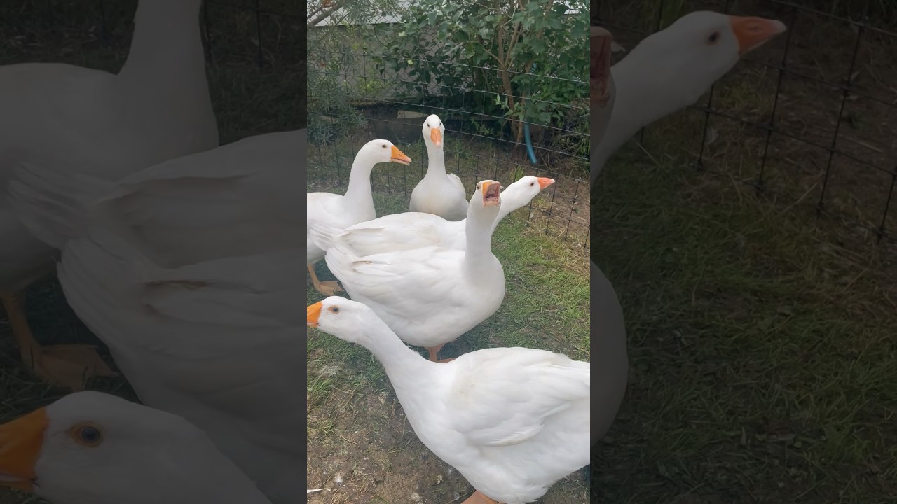 Husaaaaa :D moje obl&iacute;ben&eacute; zv&iacute;ře ^^ #husa #goose #animal #favoriteanimals #cz #relaxing #nature