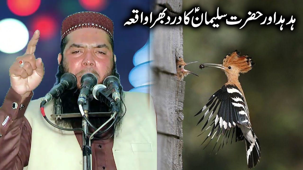 Hazrat Suleman A.S Aur Hod Hod Ka Dard Bhara Waqia ShortClips Qari Ismail Ateeq 2020