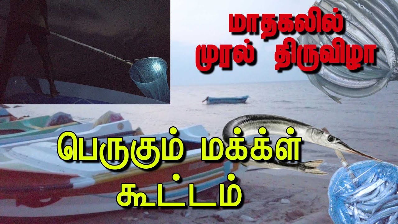 முரல் மீனுக்கு இவ்வளவு மக்கள் கூட்டமா? | UC Vlog Jans Henry | யாழ்ப்பாணம் மாதகலில் முரல் திருவிழா😃😃