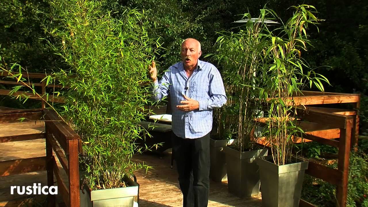 Entretenir et soigner un bambou en pot
