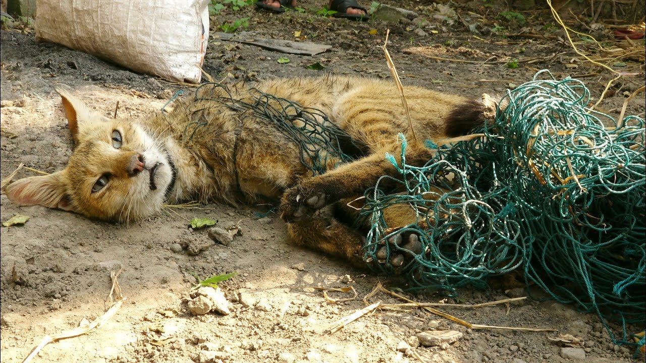 जाल में बुरी तरह से फसा ये दुर्लव प्राणी को देखे कैसे बचाया गया।Rare Swamp Cat trapped in net rescue