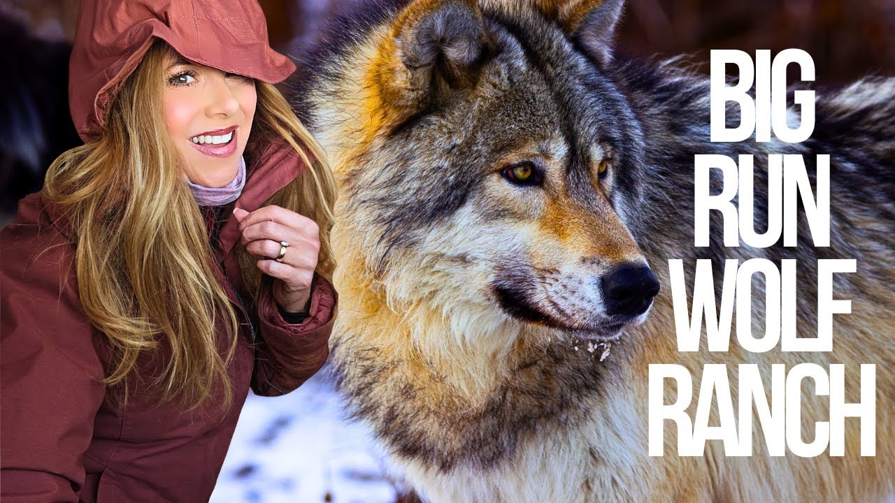 Meet the Wolves of Illinois | Inside Big Run Wolf Ranch 🐺