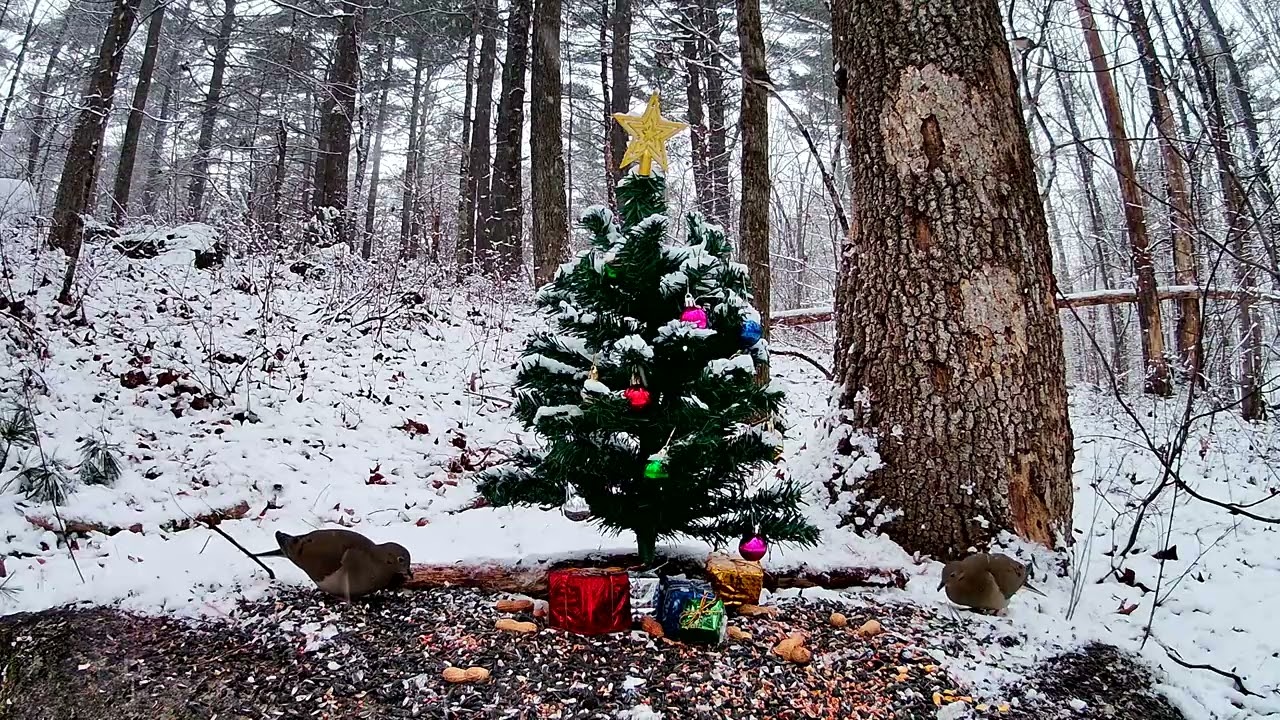 Christmas Tree Bird Watching Part 2 4K