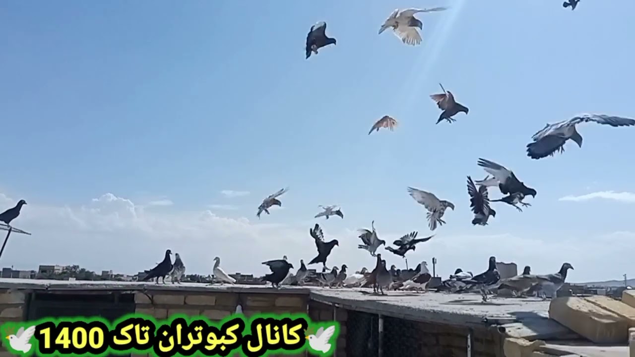 کبوتر بازی و زدوخورد کردن و مطمئن شدن از جلد شدن کبوترامون