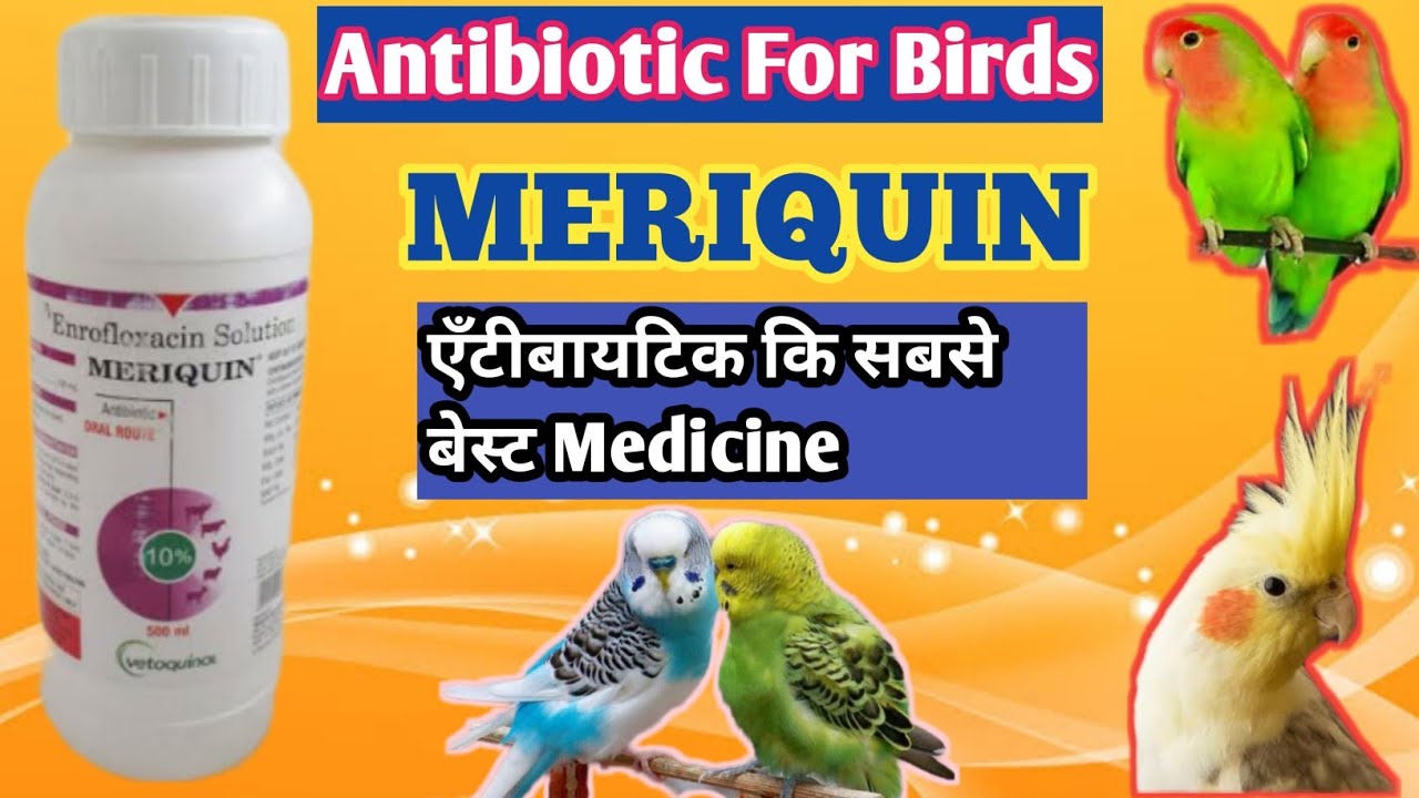 Antibiotic For Birds || Meriquin Best Antibiotic For Birds || antibiotic dene ka shi time kya hai