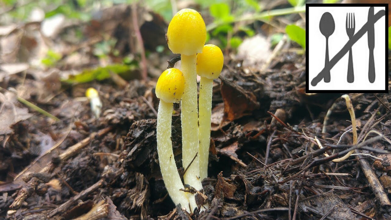 Gnojanka ż&oacute;łtawa&nbsp;(Bolbitius titubans)