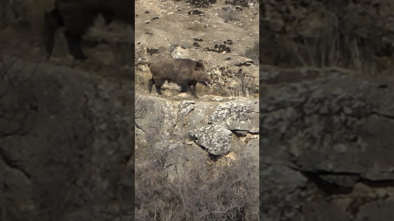 Wild boar hunting ! #youtubeshorts #wildboarhunt #wildlife