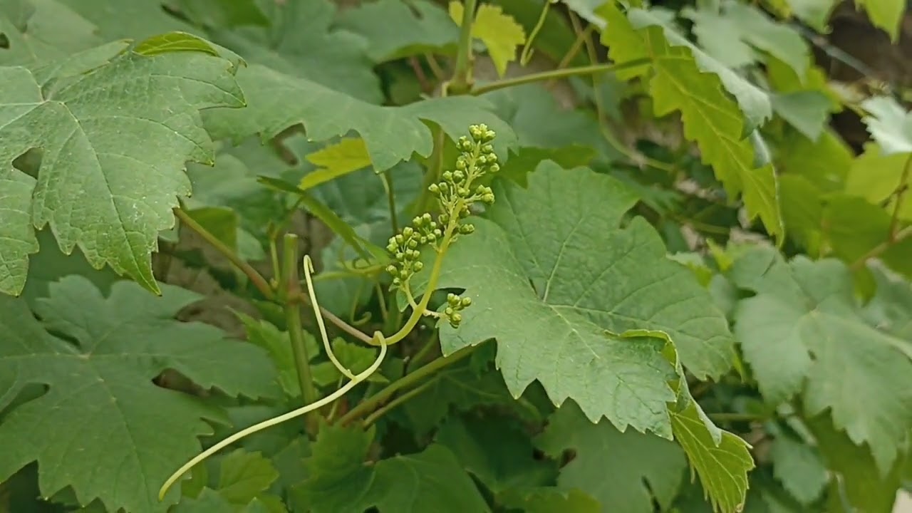 VIGNE, TAILLEZ pour la FRUCTIFICATION . Mai-Juin