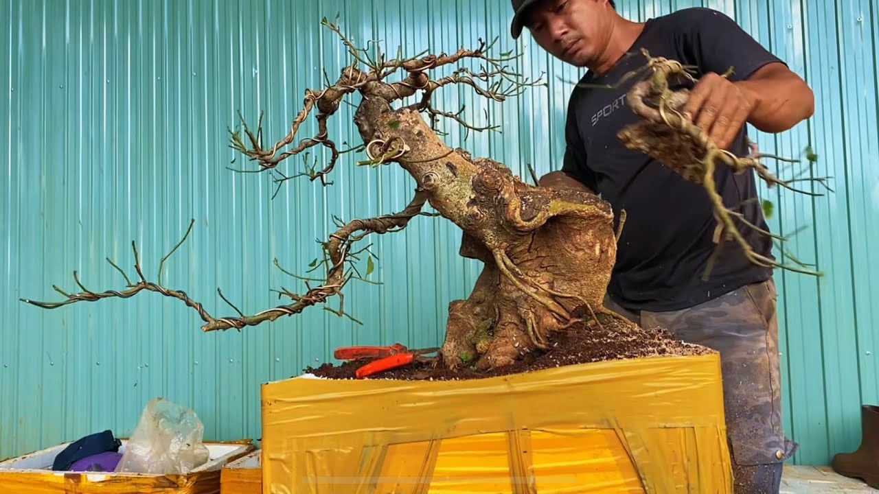 P2tập317/cắt tạo sẹo cho cây sung bonsai 