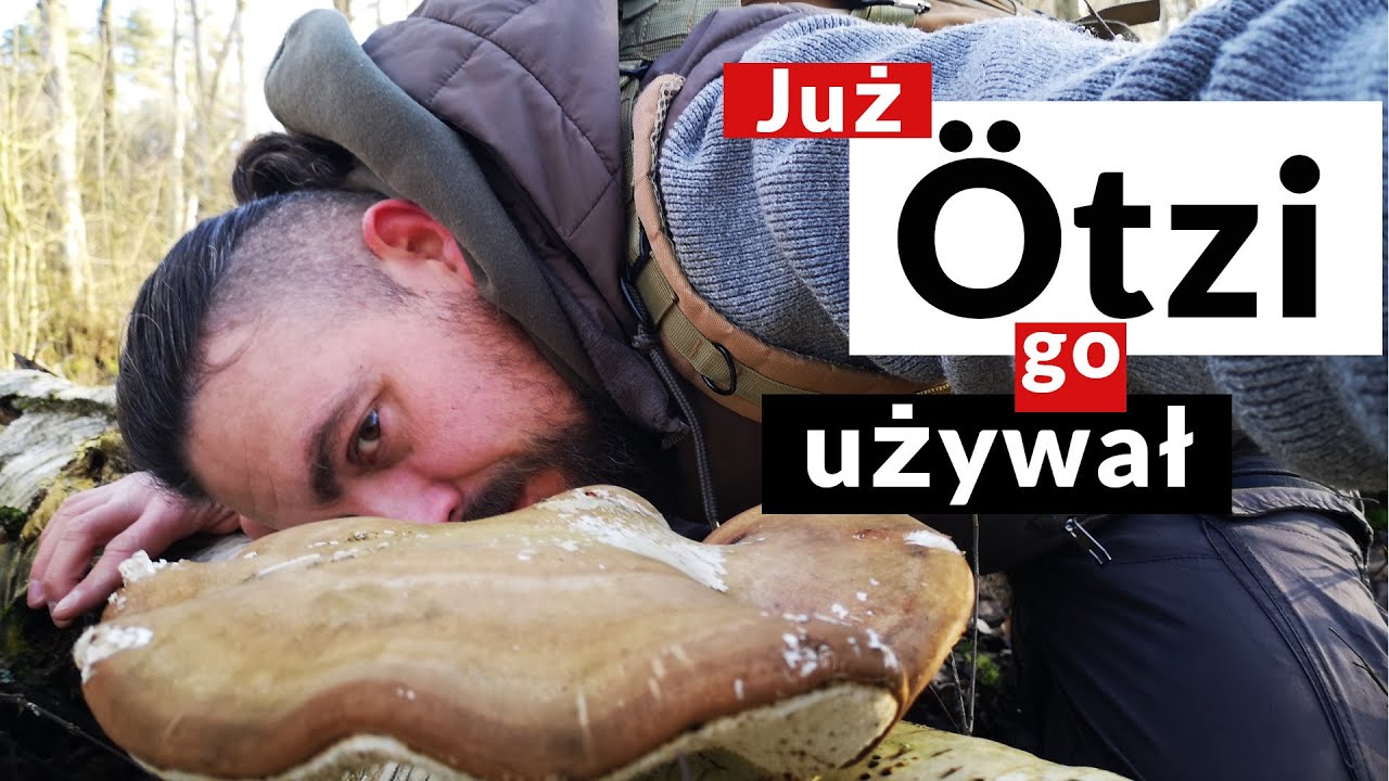 Piptoporus betulinus - czyli Białoporek brzozowy
