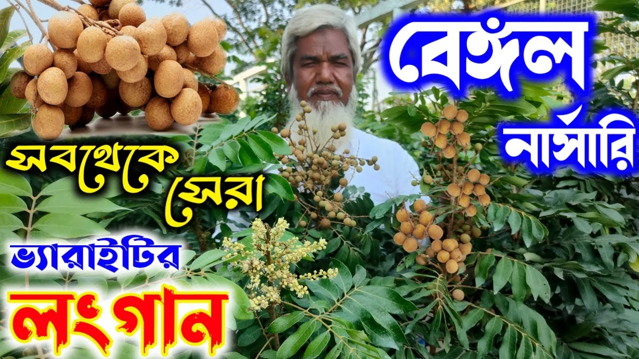 মুর্শিদাবাদের বেঙ্গল নার্সারির চমৎকার লংগান কালেকশন বাংলার আবহাওয়া হবে সেরা ফলন