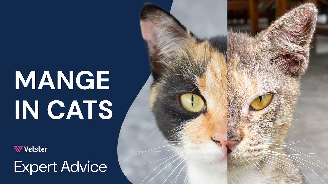 Cat Mange (Scabies & Mites): Expert Advice on Symptoms & Treatment