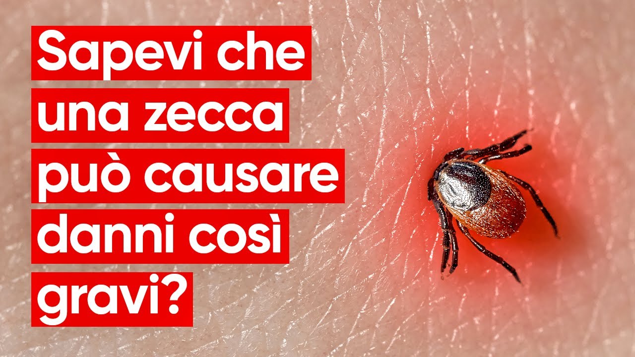 Malattia di Lyme: cos’è, sintomi e quali sono i rischi