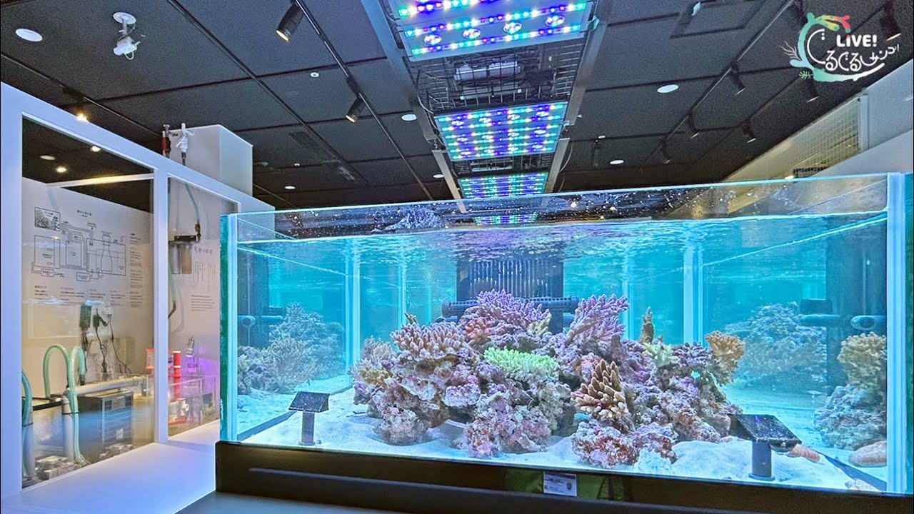 【海遊館】LIVE！ぐるぐるサンゴ！　⑥展示の中に海をつくる
