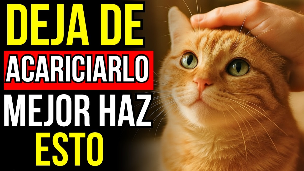 ¡Deja de acariciar a tu gato así! 16 cosas que les gustan mucho más