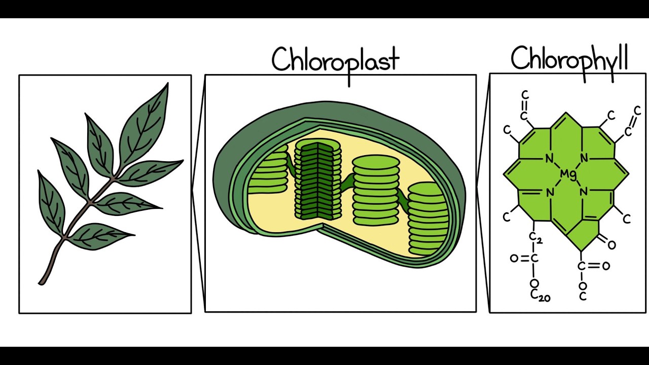 Photosynthesis EXPLAINED