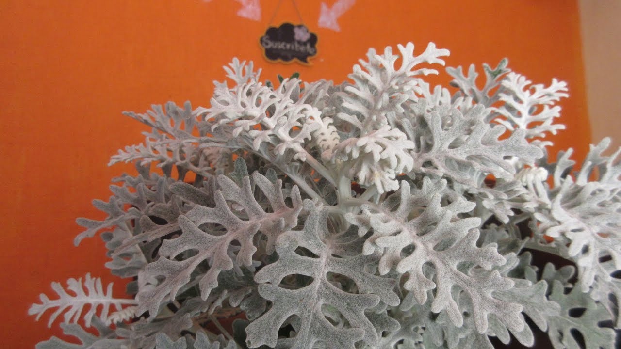 DUSTY MILLER ( CENIZO ) #117