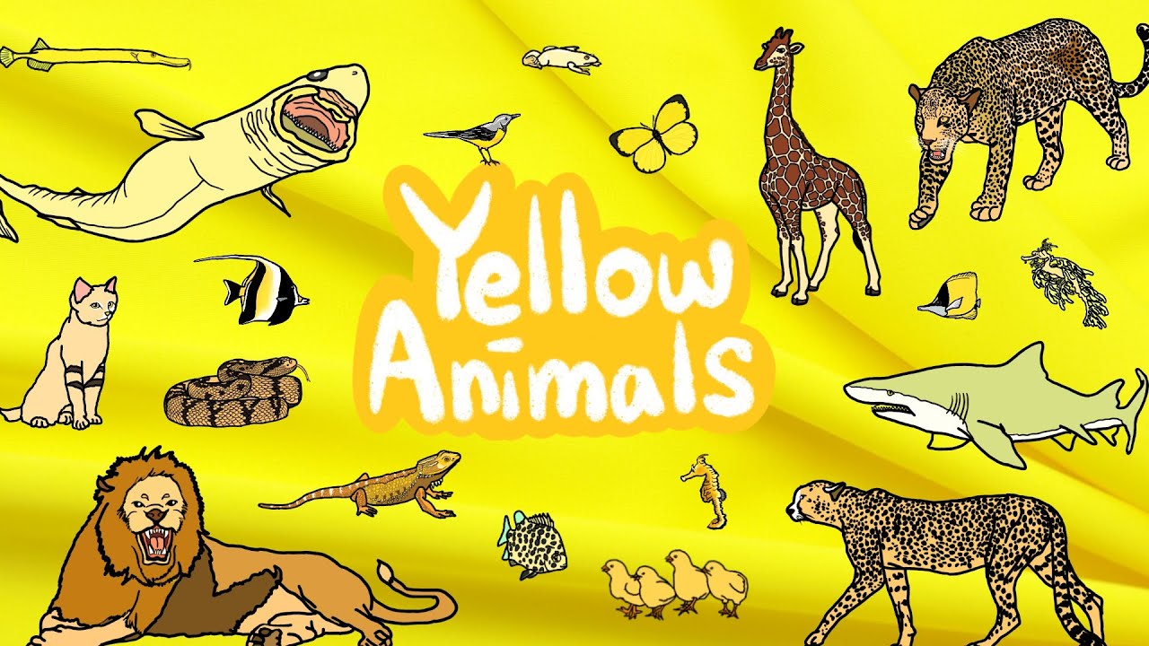 Yellow Animals | Which creatures are yellow in color? | Let’s discover yellow animals | Kids Draw
