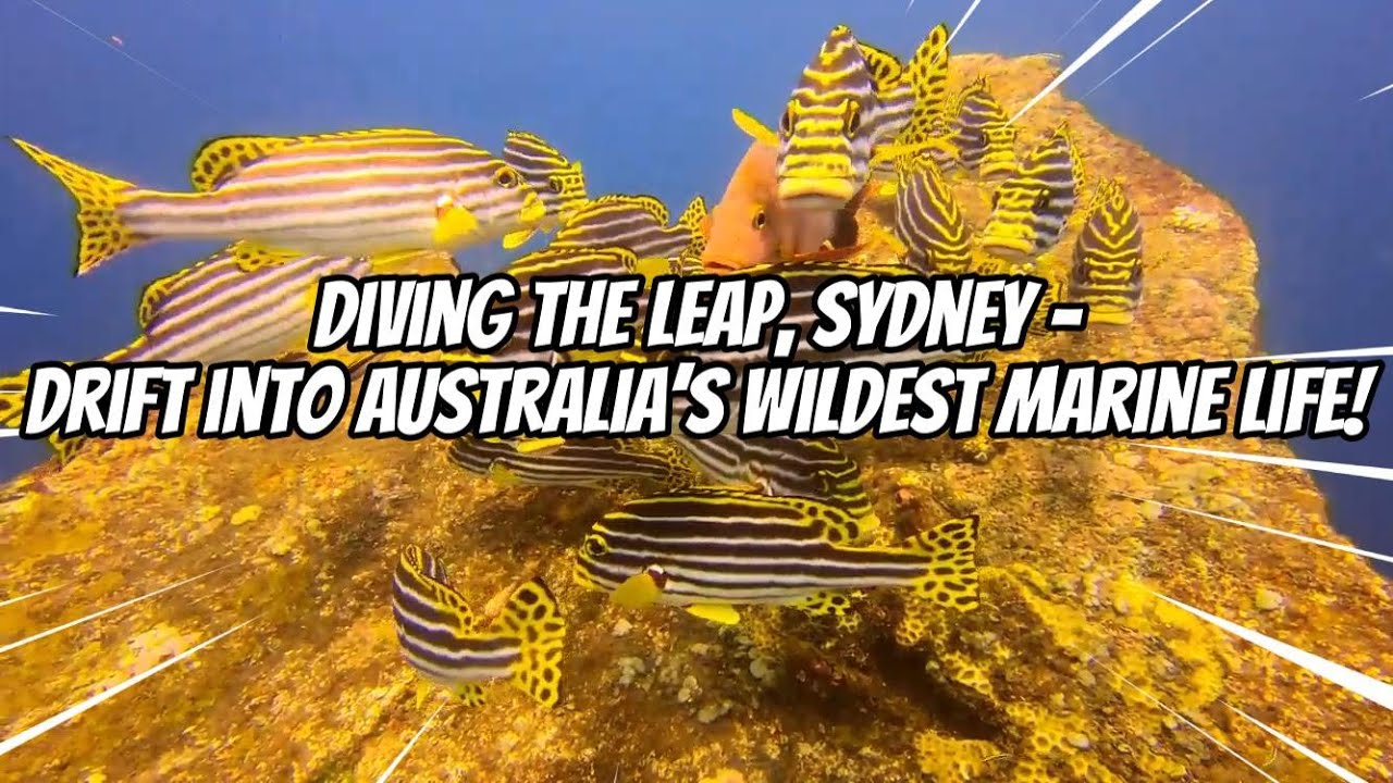 Diving The Leap, Sydney &ndash; Drift into Australia&rsquo;s Wildest Marine Life!