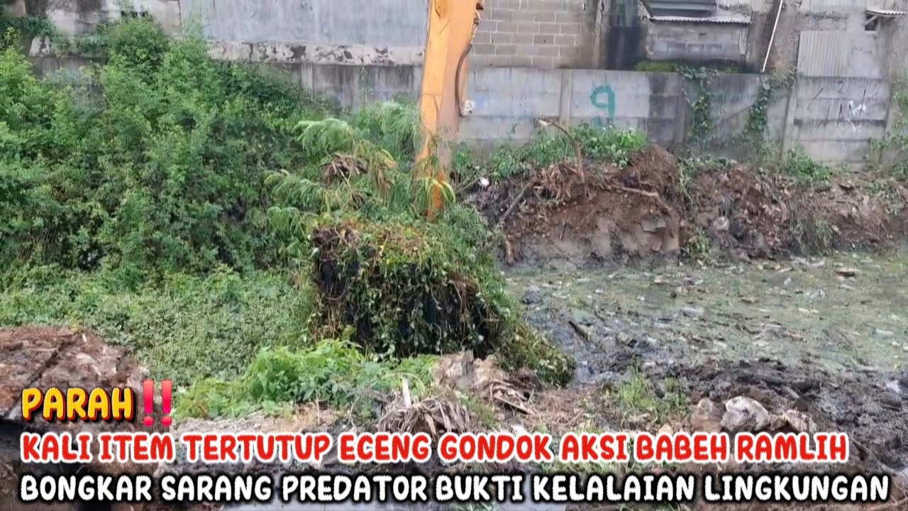 KALI ITEM TERTUTUP ECENG GONDOK AKSI BABEH RAMLIH BONGKAR SARANG PREDATOR BUKTI KELALAIAN LINGKUNGAN