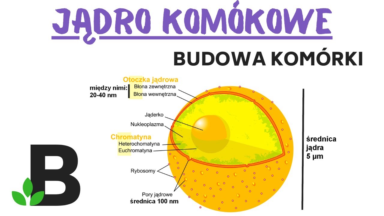 Jądro Kom&oacute;rkowe i Jąderko &ndash; Budowa Kom&oacute;rki - KOREPETYCJE z BIOLOGII &ndash; 331