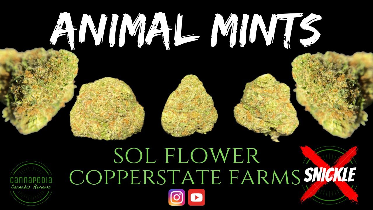 Animal Mints Strain Review - Sol Flower - Copperstate Farms - Cannapedia