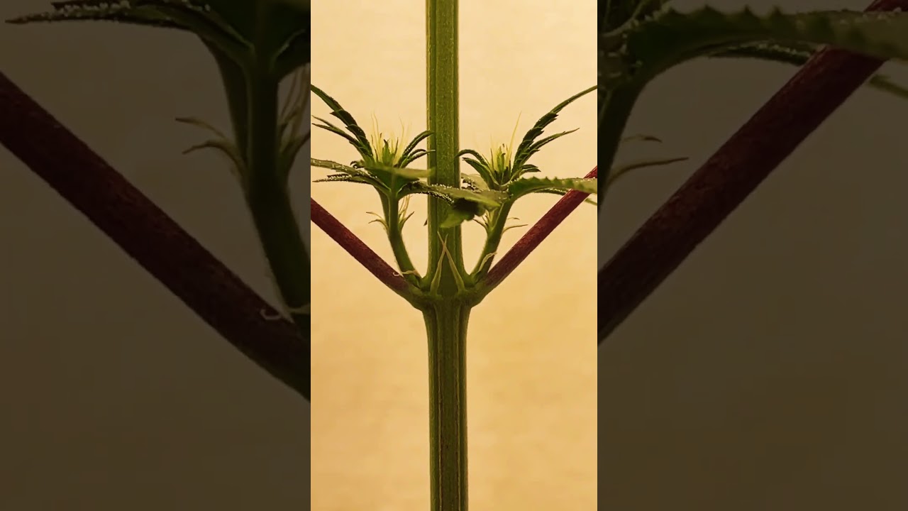 Is this a hermaphrodite plant