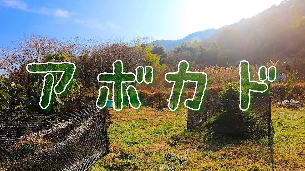 アボカドの状態とか