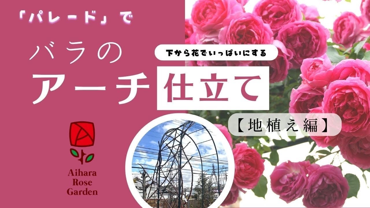 つるバラのアーチ仕立て[地植え編]