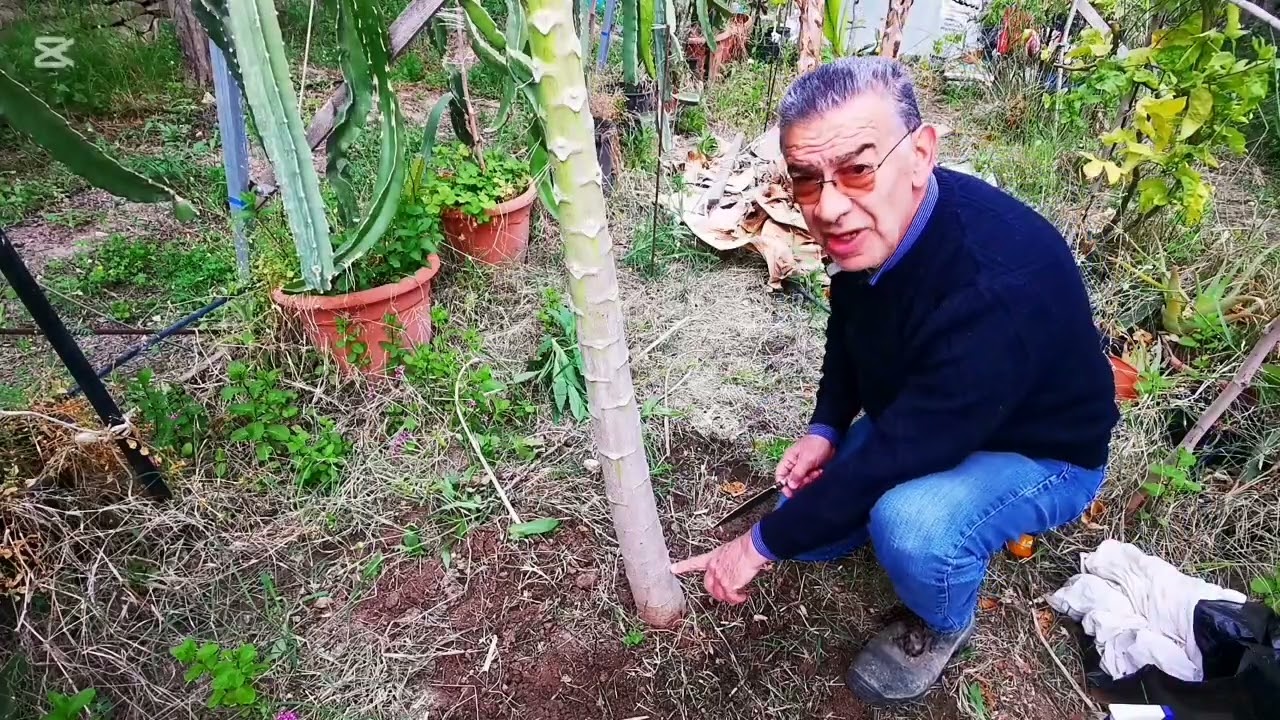 Come fare fruttificare la papaya. La tecnica della cicatrizzazione. Un metodo antico.
