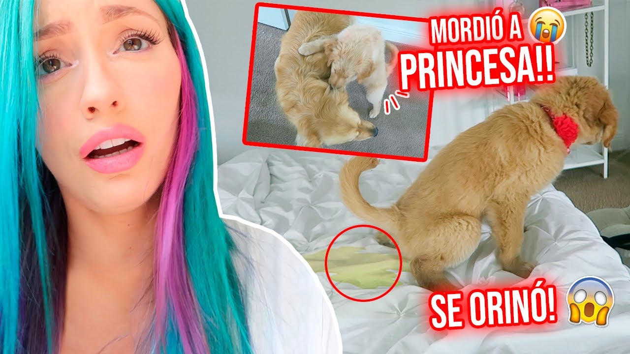 TENEMOS NUEVA PERRITA Y NOS ATACÓ!!😱💔 + DESMONTANDO LA NAVIDAD!!😔🎄 | 31 Ene 2021