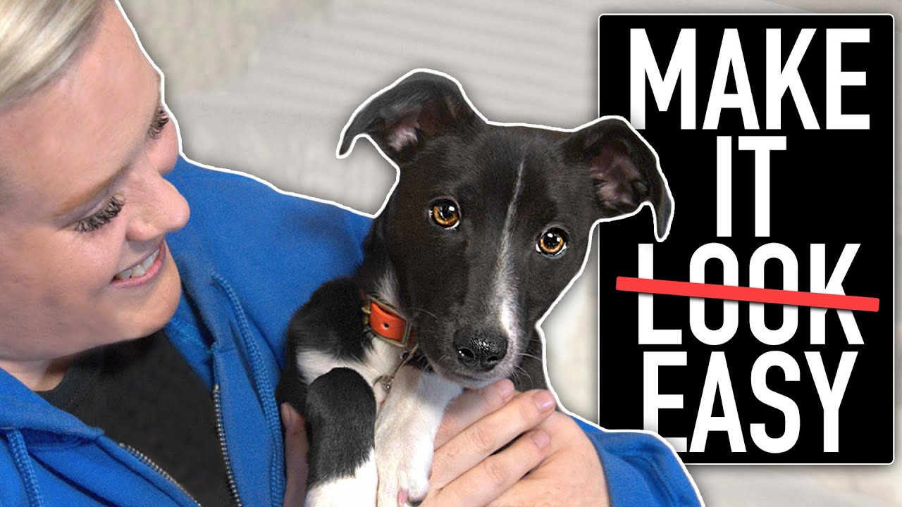 Your Complete Puppy Training Guide For The First Month Home!