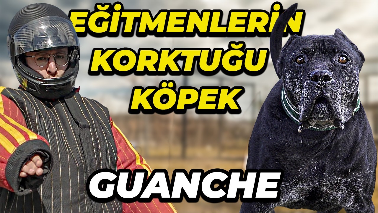 NAJBARDZIEJ NIEBEZPIECZNY PRESA CANARIO NA ŚWIECIE: GUANCZ! (Nikt nigdy nie wytresował tego psa)