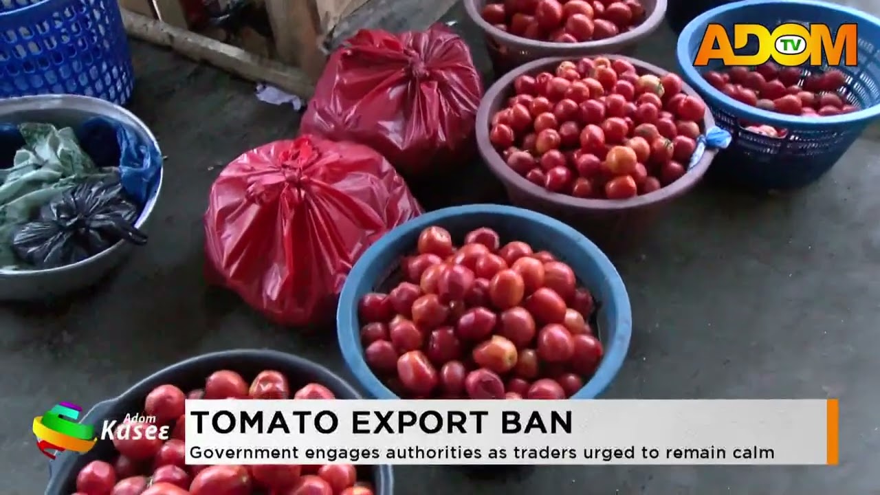 Tomato Export Ban: Government engages authorities as traders urged to remain calm- Premtobre kasee