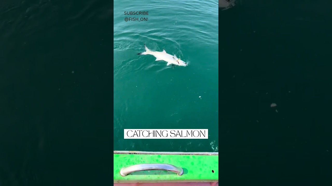 Threadfin Salmon Coming back to back | #fishing #fishingvideo #fishinglife #fish #salmon
