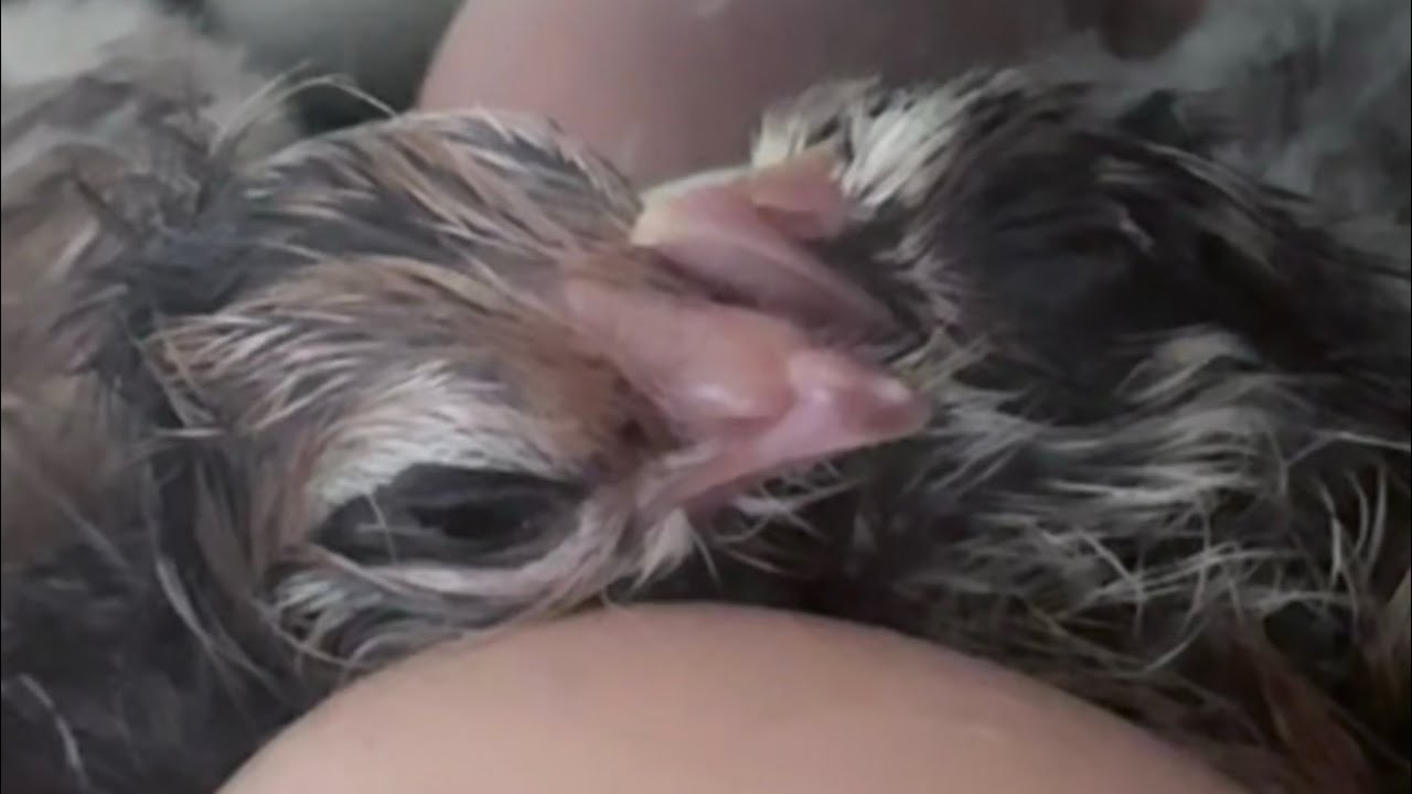 Watch a chick hatch!!!