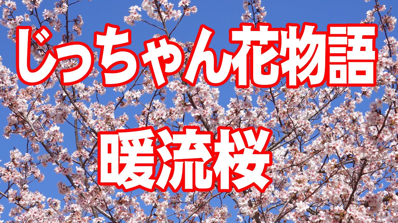 暖流桜　じっちゃん花物語